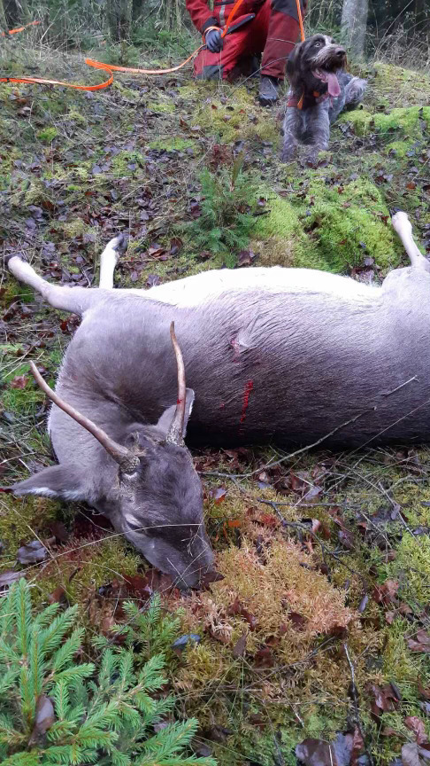 Spidshjort MJF 2020.jpg